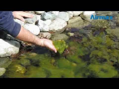CrystalClear D-Solv - 25 lbs. - Ponds Online