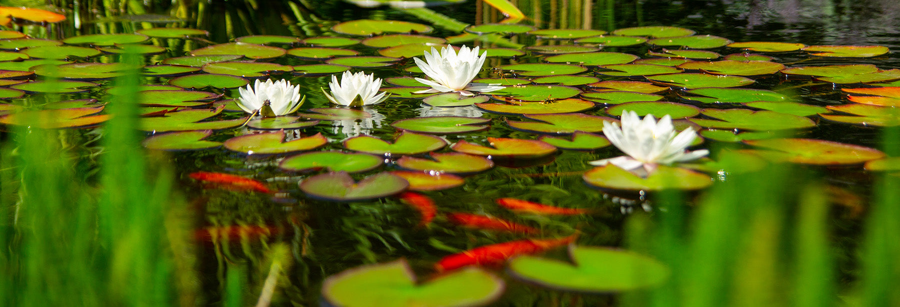 Water Feature Sale!
