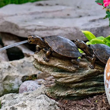 Aquascape double turtle on a log spitter decorative feature for pond or aquarium, with two turtles perched on a log.