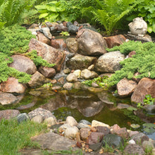 Aquascape DIY backyard pond kit with a 4' x 6' pond, including pond liner, pump, and accessories for easy installation.